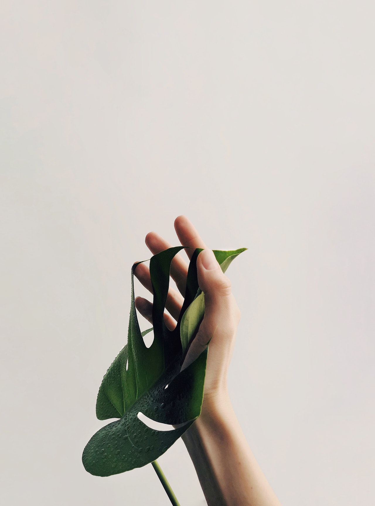 bellesa